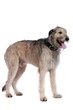 Irish Wolfhound stehend