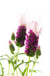 lavender flower on the white background