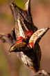 Iris seed heads