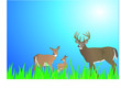 Cerf