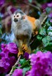 The squirrel monkey and flowers