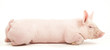 DAS SUPERSCHWEIN