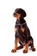 5 month old Dobermann Puppy