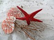 Roter Seestern