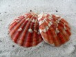 Zwei rote Muscheln