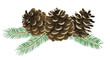 松かさ （conifer cone)