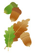 どんぐり (Acorn)