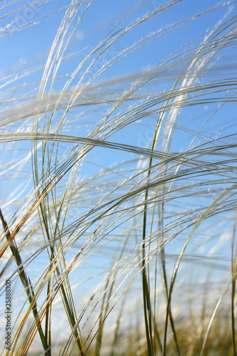Photo: Feather grass in wind against a blue sky Feather grass in wind against a blue sky