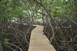 Mangrove - Palétuviers Mangrove - Palétuviers