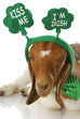 st patricks day goat