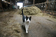 Katze im Stall