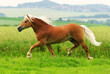 Pferd - Galopp