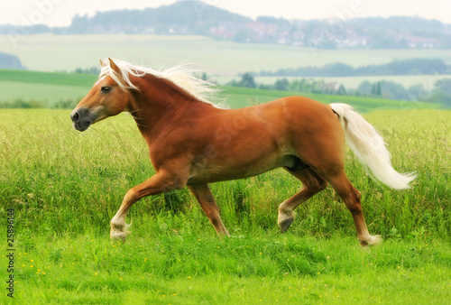 Photo: Pferd - Galopp Pferd - Galopp