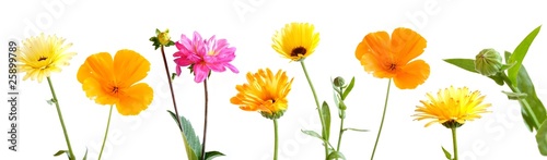 Foto: Zierblumenkollektion Zierblumenkollektion