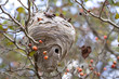 Hornet Nest - Fall View of Active Nest