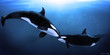 orcas tenderness orcas tenderness