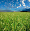 Lush green rice field with a blue sky and clouds