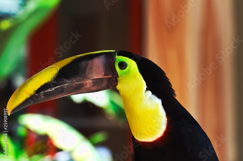 Photo: Toucan Bird Toucan Bird