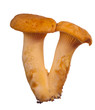 two yellow chanterelles on white