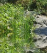Bosquet de papyrus et reflet Bosquet de papyrus et reflet