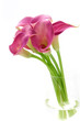 Pink calls bouquet in vase