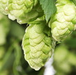 branch of hops close up branch of hops close up