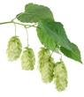 branch of hops on a white background branch of hops on a white background