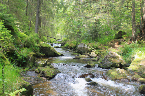 Photo: Schwarzwald Schwarzwald