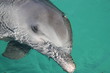 Delphin