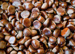 Many Chestnuts