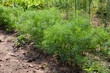 Organically grown dill Organically grown dill