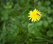 A bee landing on a yellow flower