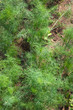 Organically grown dill Organically grown dill