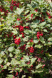 Red currant bush Red currant bush