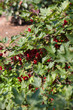 Red currant bush Red currant bush