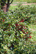Red currant bush Red currant bush