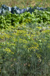 Organically grown dill Organically grown dill
