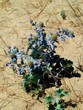chardon des sables