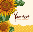 vector sunflower background