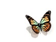 butterfly on white background butterfly on white background