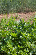 Organically grown parsley in the soil Organically grown parsley in the soil