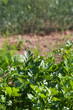 Organically grown parsley in the soil Organically grown parsley in the soil