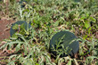 Organically grown watermelon in the garden Organically grown watermelon in the garden