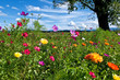 Foto: Bunte Landschaft Bunte Landschaft