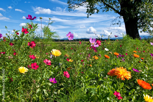 Foto: Bunte Landschaft Bunte Landschaft
