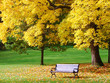 City park in autumn