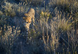 Gepard