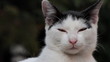 Short footage of staring cat