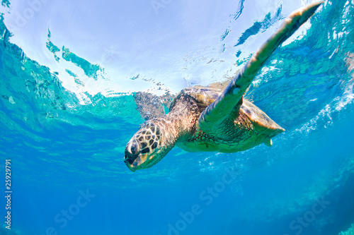 Photo: sea turtle ocean sea turtle ocean