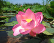 Photo: Pink lotus Pink lotus